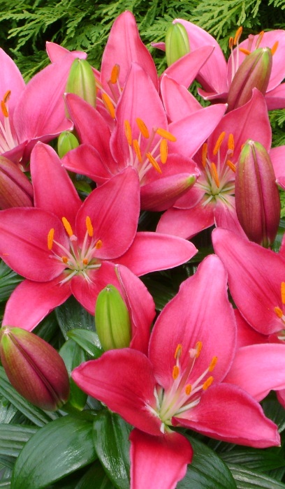 LILIUM ASI TINY PEARL #1/7" PINK