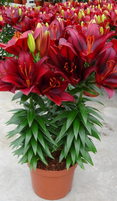 LILIUM ASI TINY ROCKET #1/7" RED