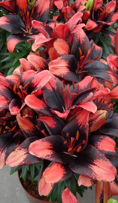 LILIUM ASI TINY SHADOW #1/7"