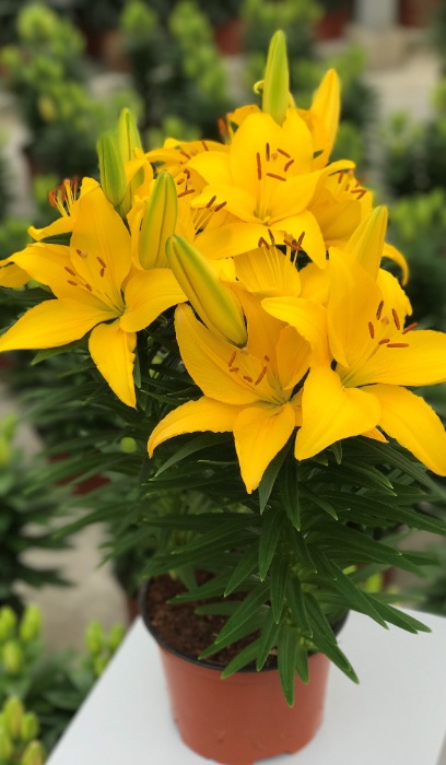 LILIUM ASI TINY RANGER #1/7" YEL