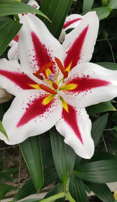 LILIUM ORI BIG SMILE TRICOLOR #1