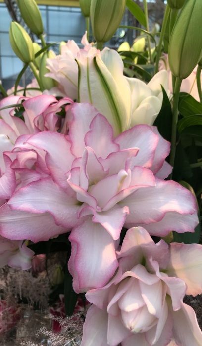 LILIUM OR ROS LILY ANOUSKA #1