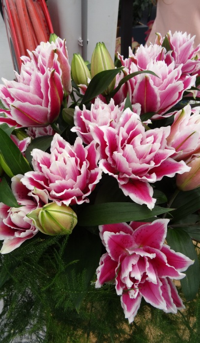 LILIUM ORI ROSE LILY SAMANTHA #1