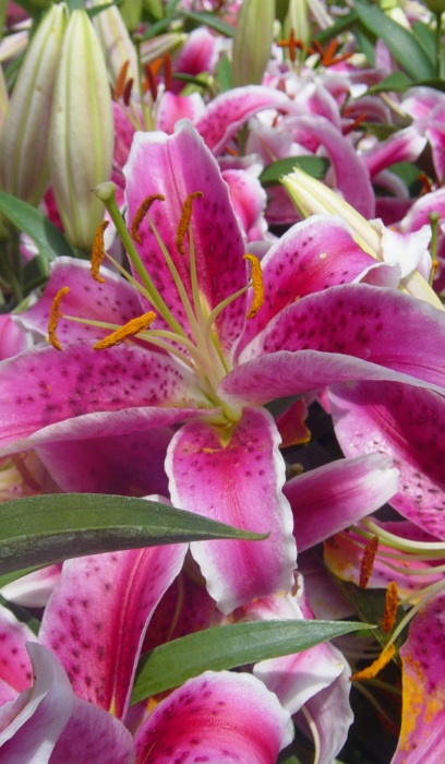 LILIUM ORI STARGAZER #1/7" PNK