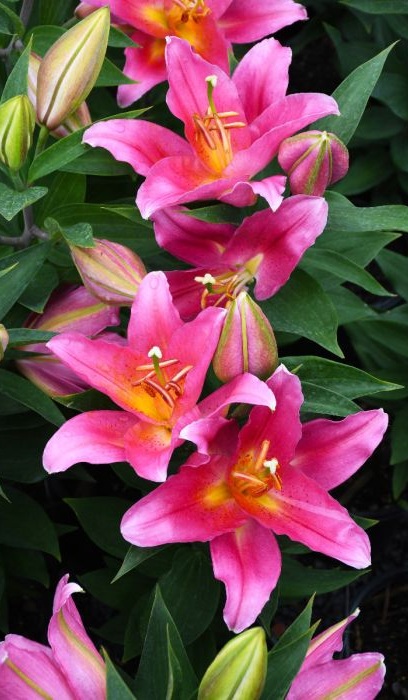 LILIUM ORI SUNNY CAMINO #1