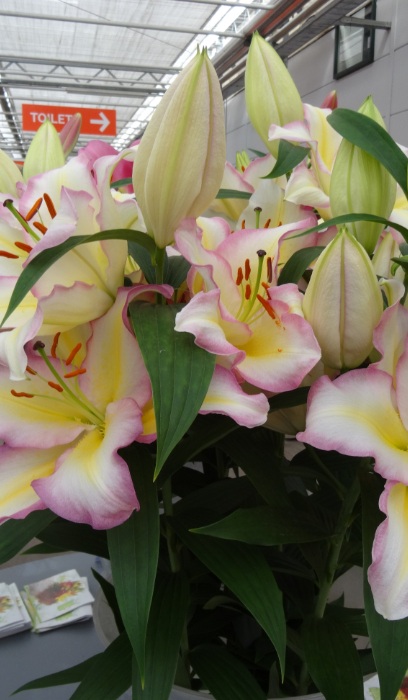 LILIUM ORI TRICOLOR #1