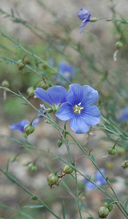 LINUM PER SAPPHIRE BLUE #1