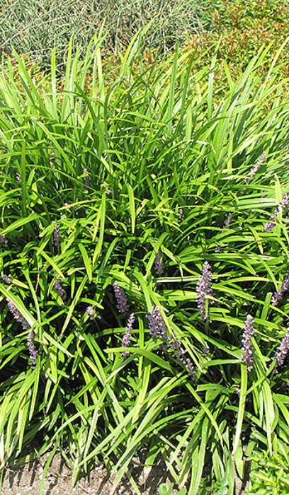 LIRIOPE SPICATA LILY TURF #1