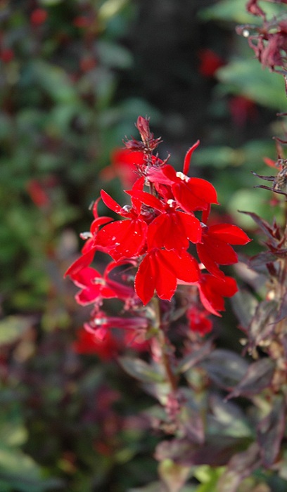 LOBELIA QUEEN VICTORIA #1