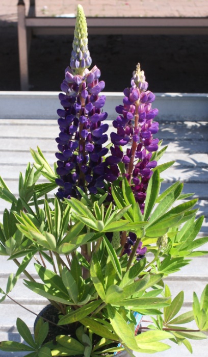 LUPINUS POL GALLERY BLUE #1 MINI