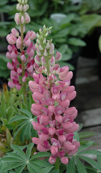 LUPINUS POL GALLERY PINK #1 MINI
