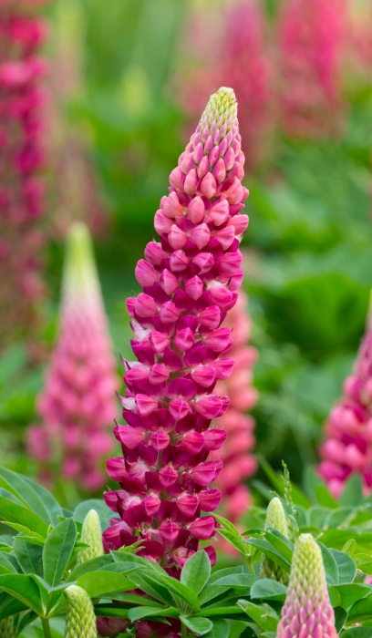 LUPINUS POL GALLERY RED #1 MINI