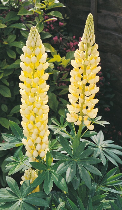 LUPINUS POL GALLERY YELLOW#1MINI