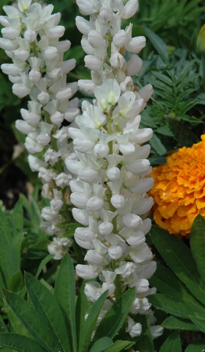 LUPINUS POL GALLERY WHITE #1MINI