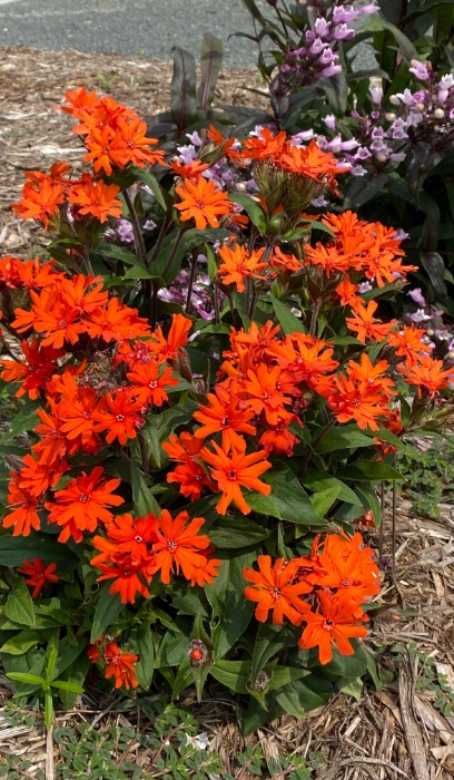 LYCHNIS ARK ORANGE GNOME #1