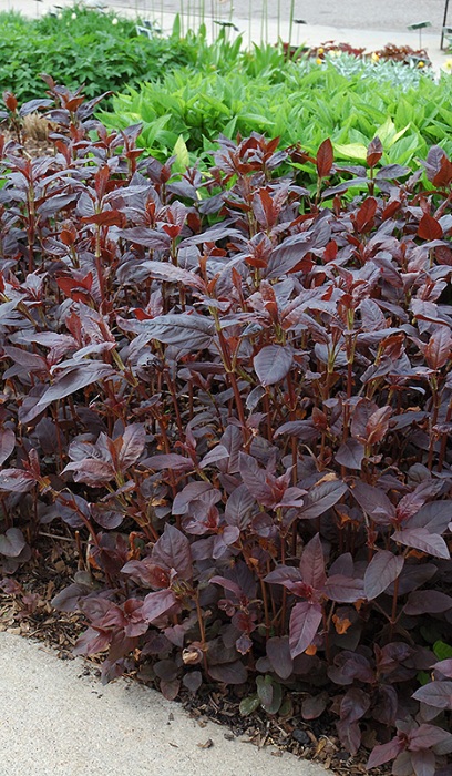 LYSIMACHIA FIRECRACKER #1