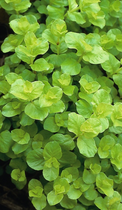 LYSIMACHIA NUM AUREA 4"/10T