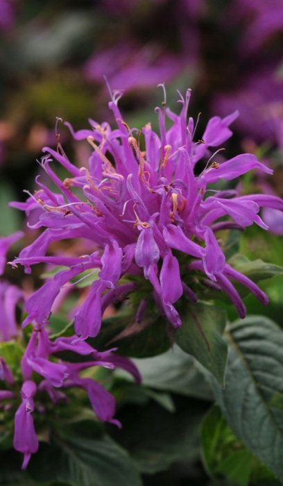 MONARDA DID BALMY LILAC #1