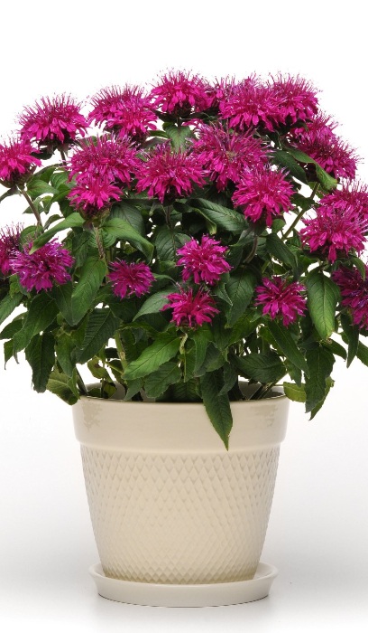 MONARDA DID BALMY PURPLE #1