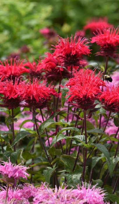 MONARDA BEE-MINE RED #1