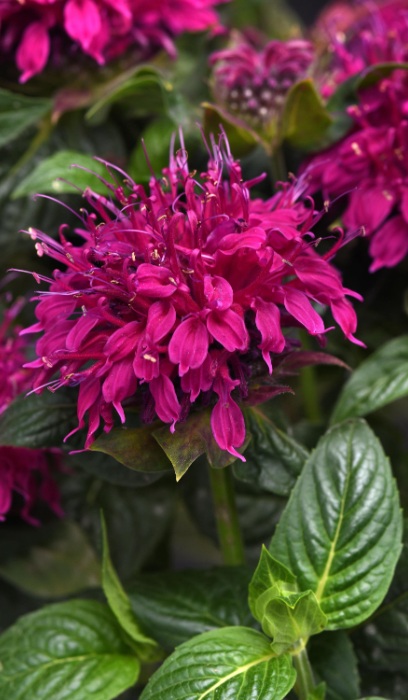 MONARDA DID BALMY ROSE #1