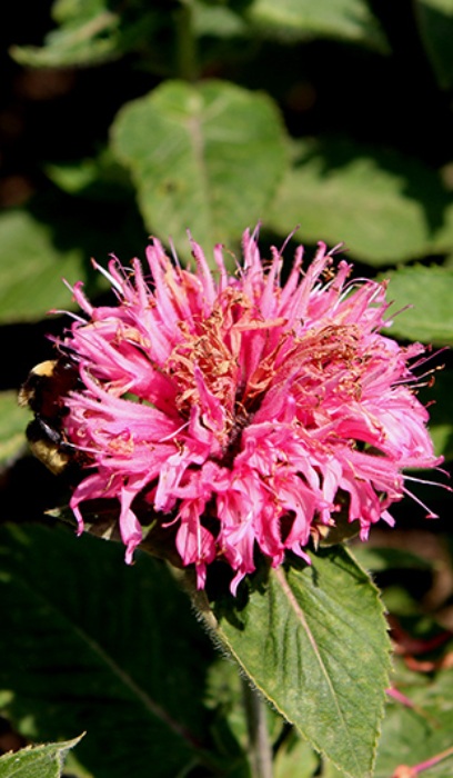 MONARDA BEE-YOU BEE-LIEVE #1