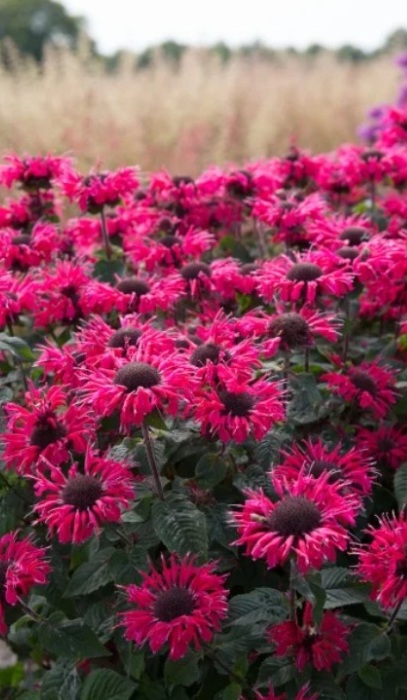 MONARDA BEE-YOU BEE HAPPY #1