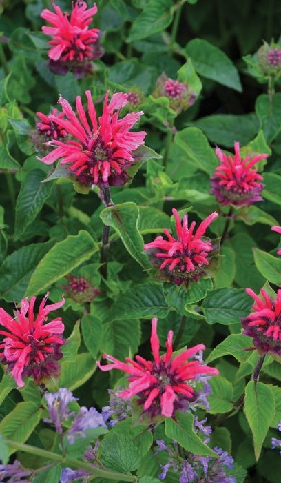 MONARDA BEE-YOU BEE MERRY #1