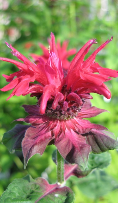 MONARDA DID FIREBALL #1