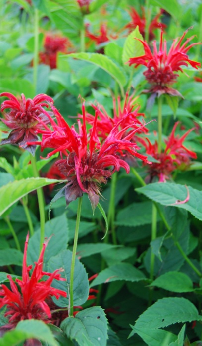 MONARDA JACOB CLINE #1