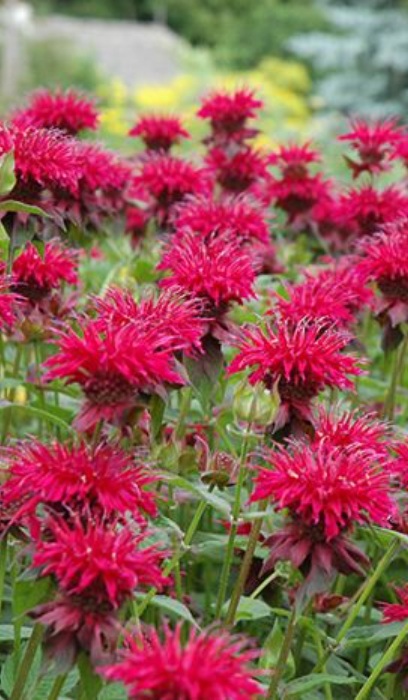 MONARDA RASPBERRY WINE #1