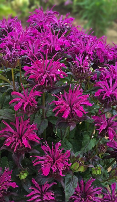 MONARDA SUGARBUZZ ROCKIN RASP #1