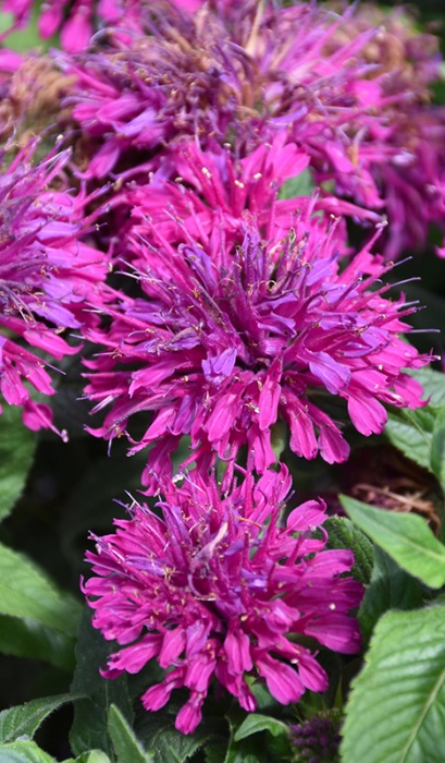 MONARDA SUGARBUZZ GRAPEGUMBALL#1