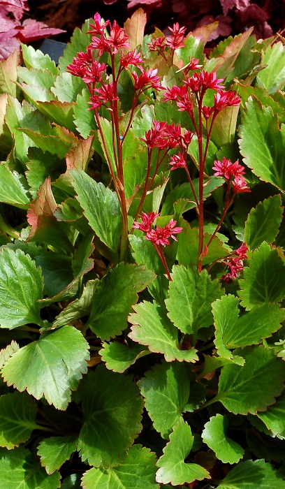 MUKGENIA NOVA FLAME #1