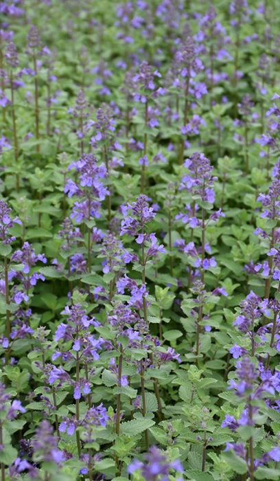 NEPETA FAA BLUE WONDER #1