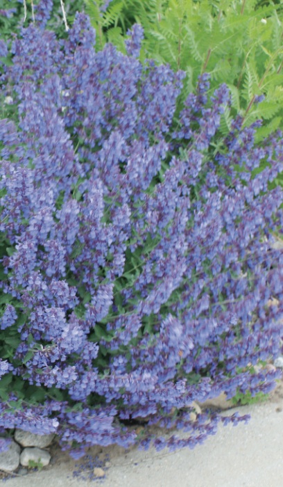 NEPETA FAA WALKER'S LOW #1