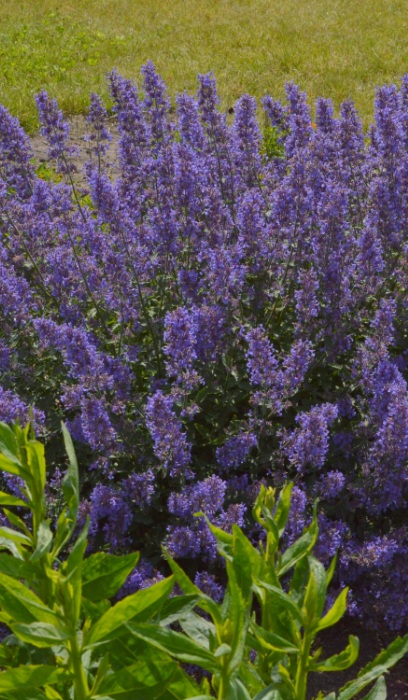 NEPETA NOV JUNIOR WALKER #1