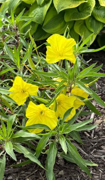 OENOT MISSOURIENSIS #1