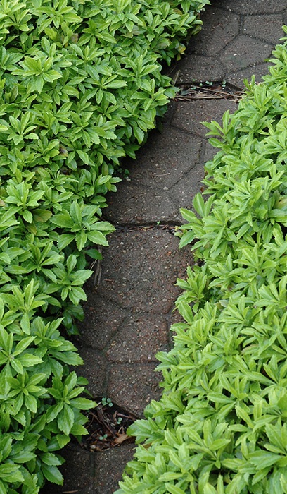 PACHY GREEN CARPET 2.25"/24T