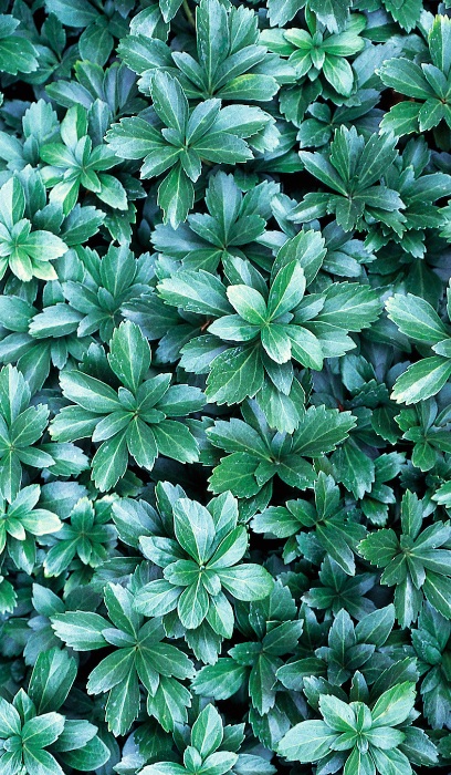 PACHYSANDRA JAP SPURGE 4"/10T
