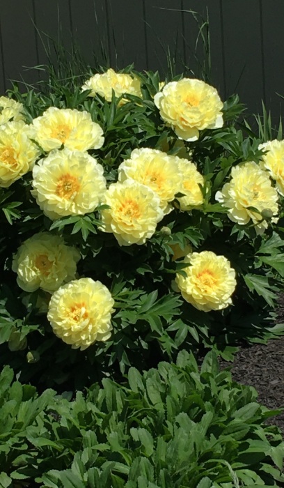 PAEON ITO BARTZELLA #2 YLW