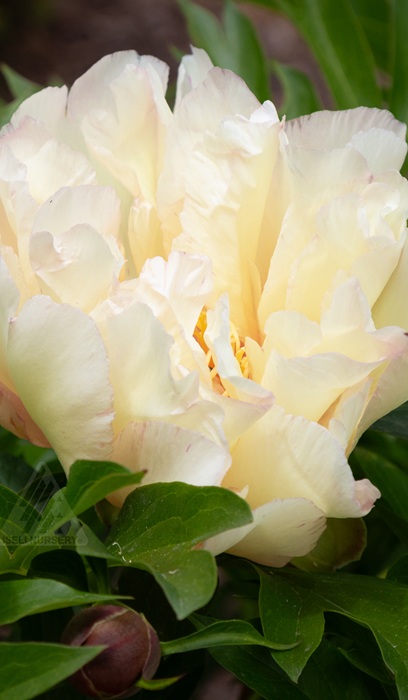 PAEON ITOH SCRUMDIDDLYUMPTIOUS#2