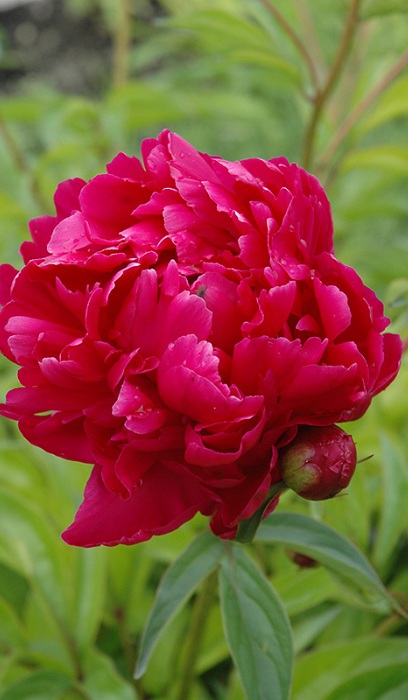 PAEON LAC ADOLPHE ROSSEAU #2