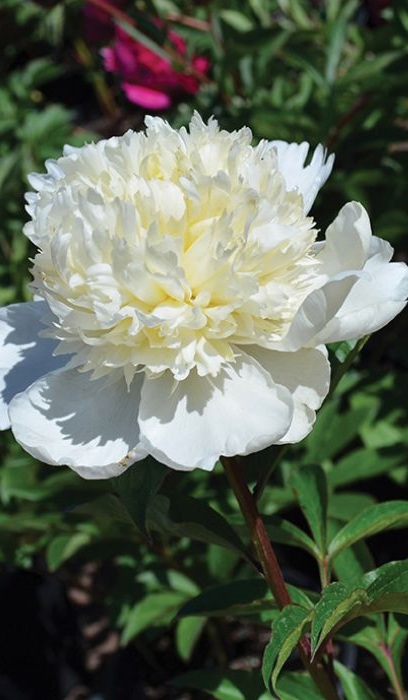 PAEON LAC CHARLES WHITE #2 WHT