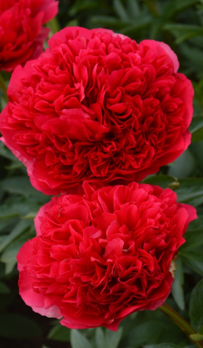 PAEON COMMAND PERFORMANCE #2