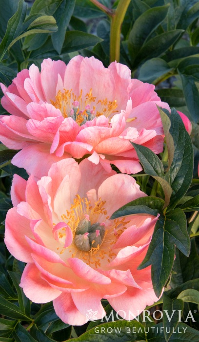 PAEON CORAL CHARM #2 CORAL