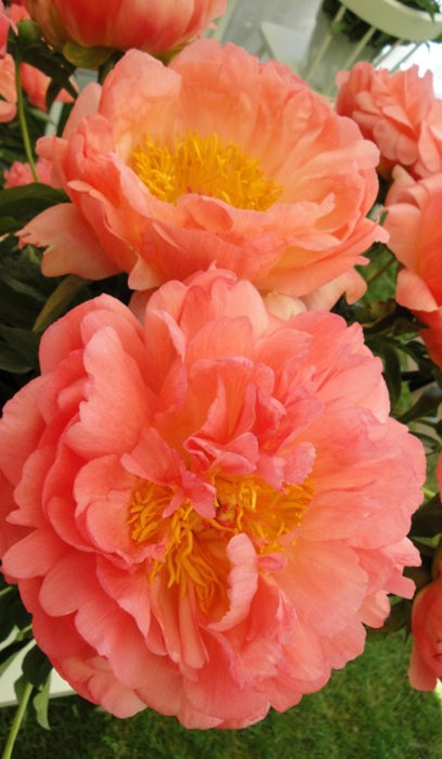 PAEON CORAL SUNSET #2