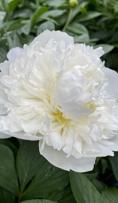 PAEON LAC DUCHDENEMOURS#2WH