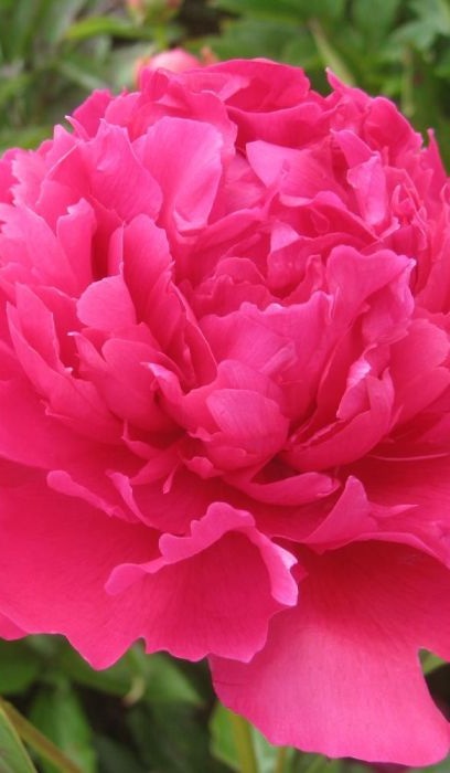 PAEON LAC FELIX SUPREME #2 RED