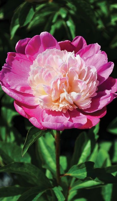 PAEON LAC GAY PAREE #2 PINK